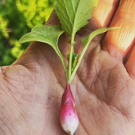 Maison Typique Corse Ecologique * Coti-Chiavari (Corsica)